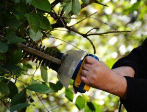 bush, to cut, gardening, gardener, nature, section, branches, garden, work, hedge trimmer