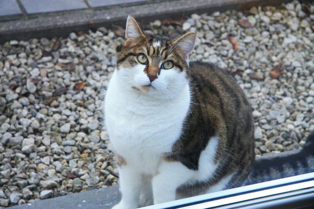 A cute tabby cat with striking eyes sitting outdoors on a bed of pebbles.